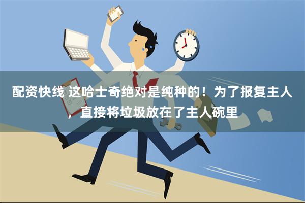 配资快线 这哈士奇绝对是纯种的！为了报复主人，直接将垃圾放在了主人碗里