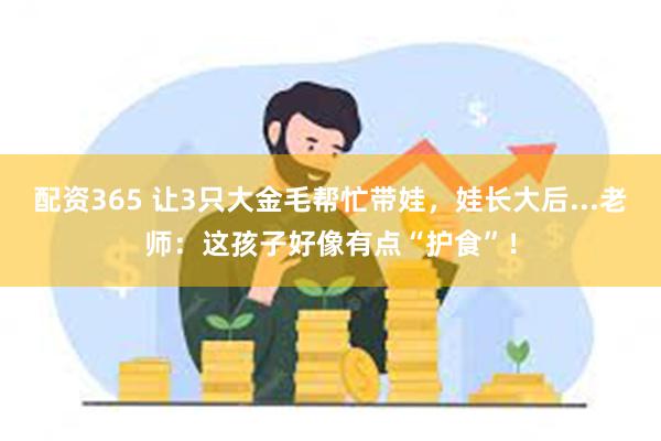 配资365 让3只大金毛帮忙带娃，娃长大后...老师：这孩子好像有点“护食”！