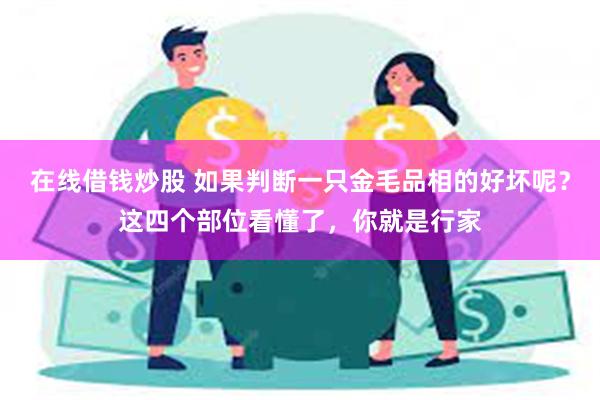 在线借钱炒股 如果判断一只金毛品相的好坏呢？这四个部位看懂了，你就是行家